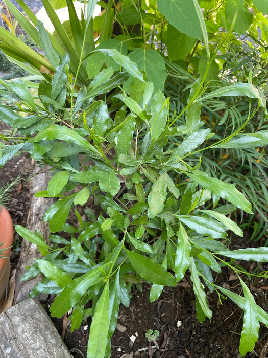 ドドナエア地植え当初