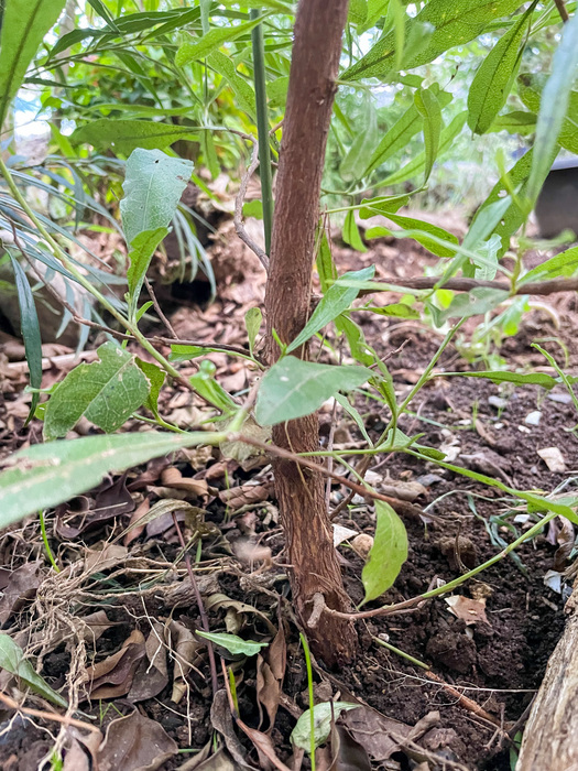 ドドナエア地植え半年の根本