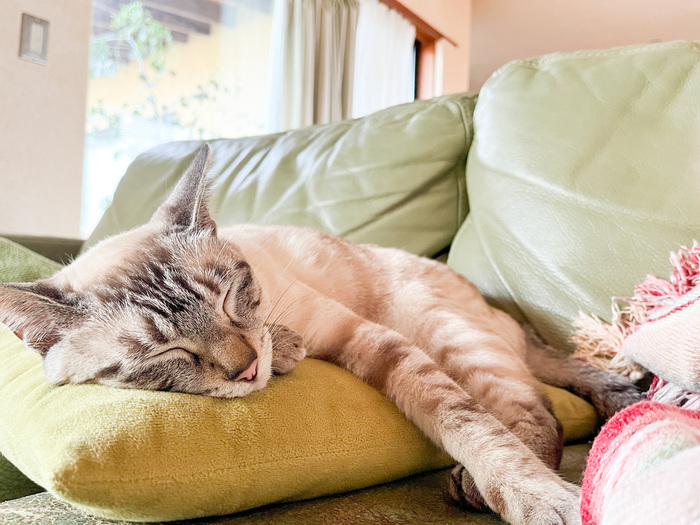 ぐっすり眠る猫