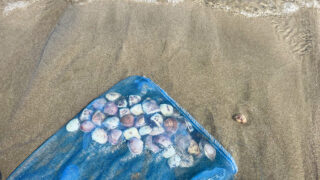 砂浜と貝