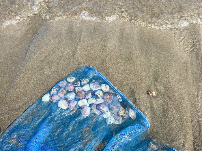 砂浜と貝